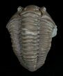 Flexicalymene Trilobite From Indiana #5528-2